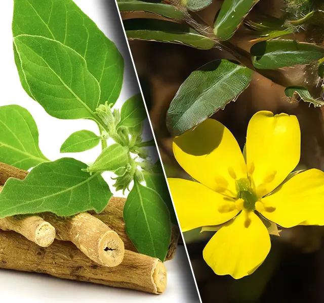 Ashwagandha vs Gokshura: What Happens if You Take them Together?