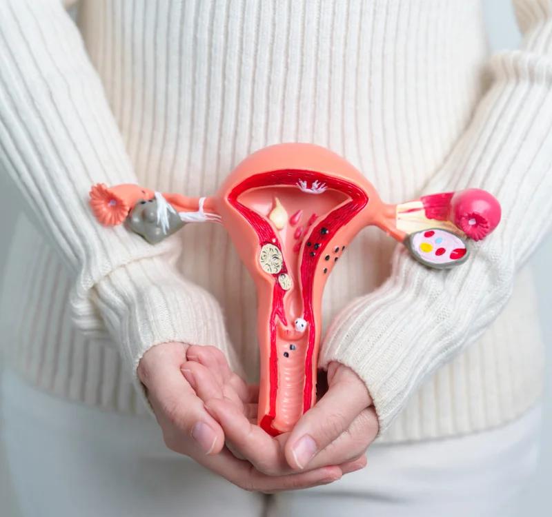 Which Hormones are Responsible for Menstruation?